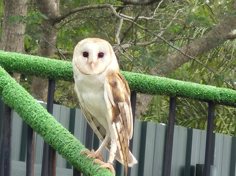 Dreams Park Show-伊瓜苏必去景点