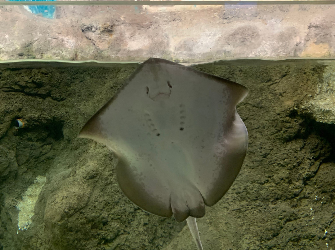 Lanzarote Aquarium-科斯塔特吉塞必去景点