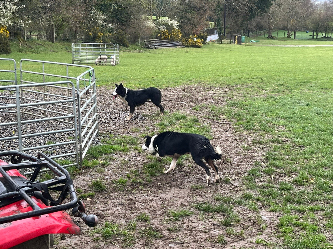 Irish Working Sheepdogs-基尔代尔郡必去景点