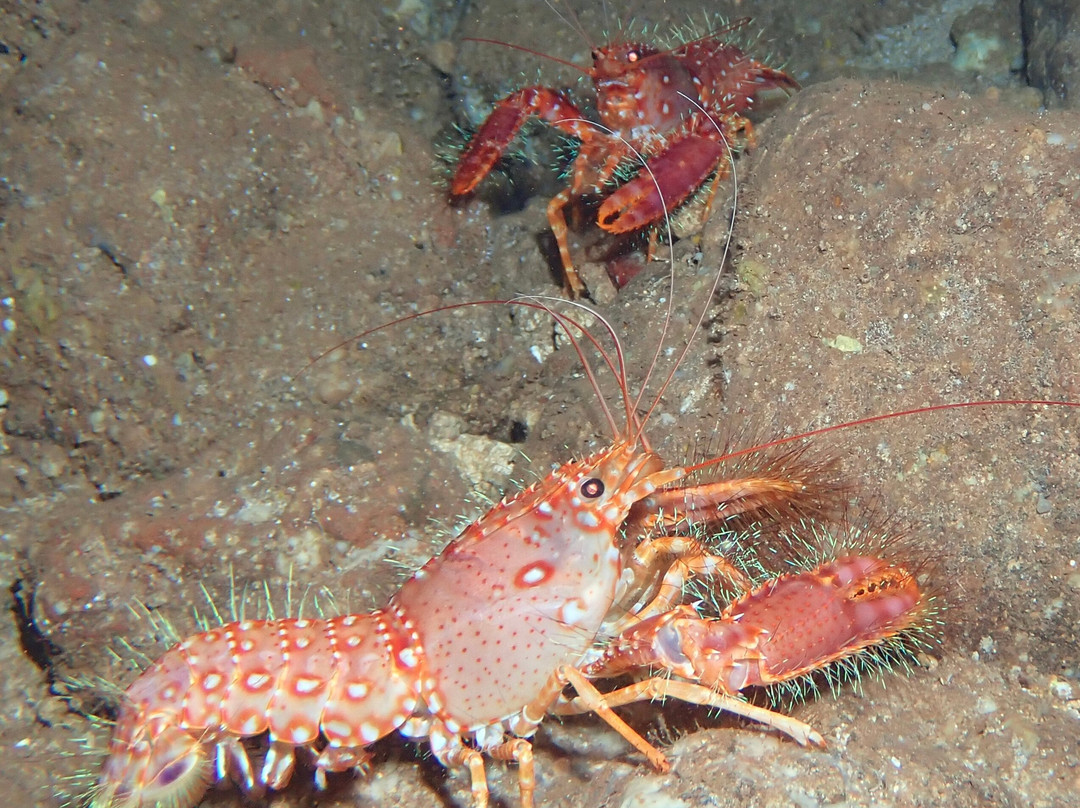 Maui Diamond Sea Sports-玛阿拉也亚必去景点