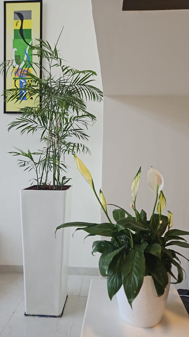 维沙卡帕特南关键精选柠檬树酒店-官方