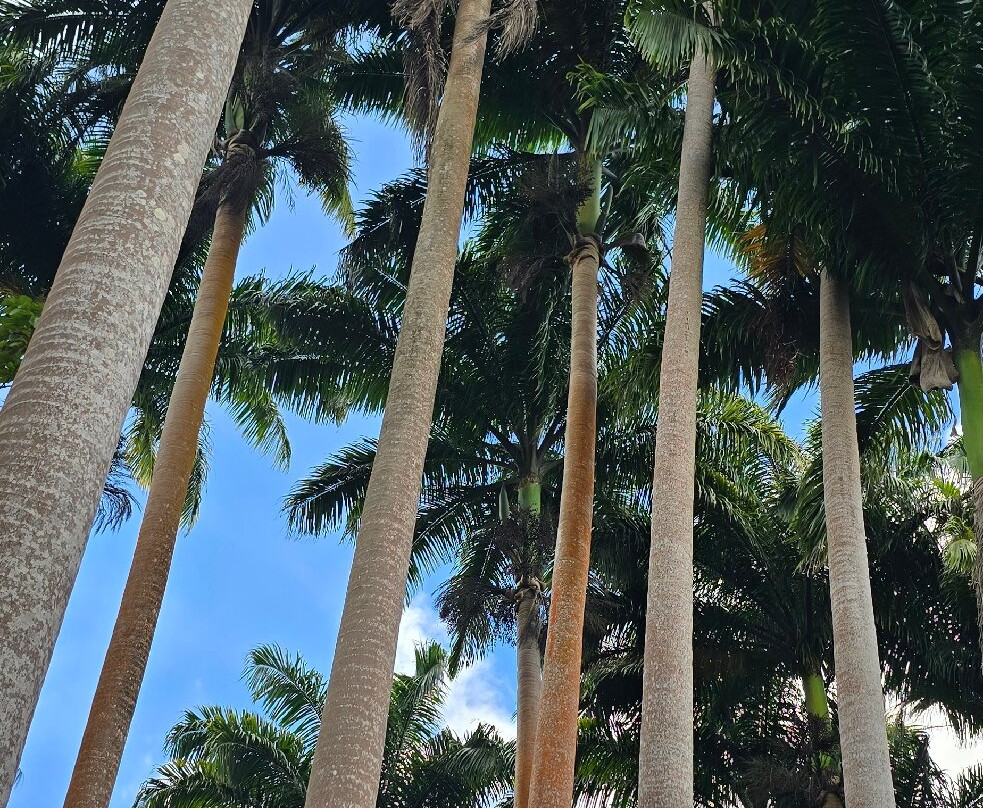 Coco Hill Forest-Melvin Hill必去景点