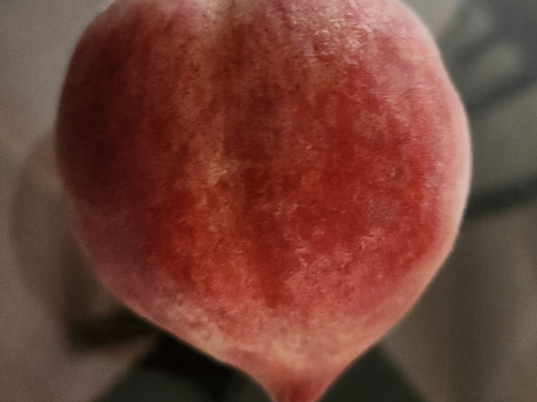 Cedar Creek Orchard-Picton必去景点