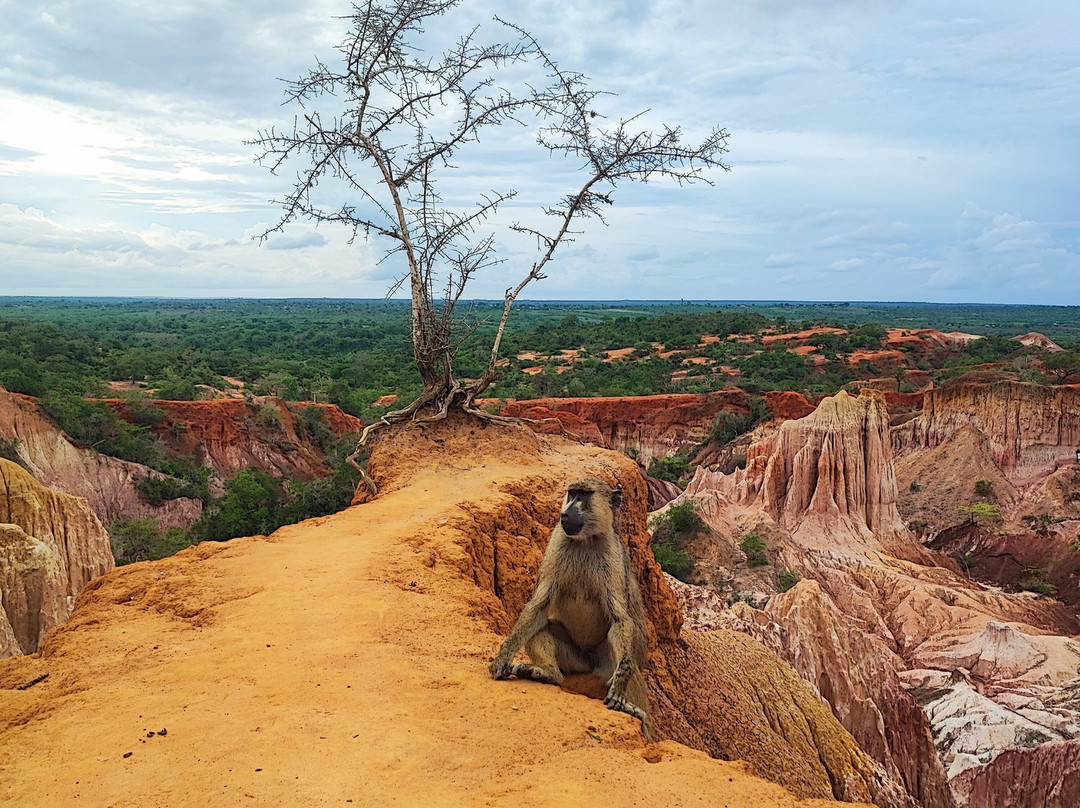 Giornale Kenya Safari - Day Tours-瓦塔木必去景点