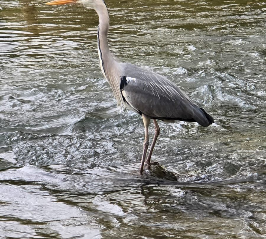 鸟园-水上伯顿必去景点