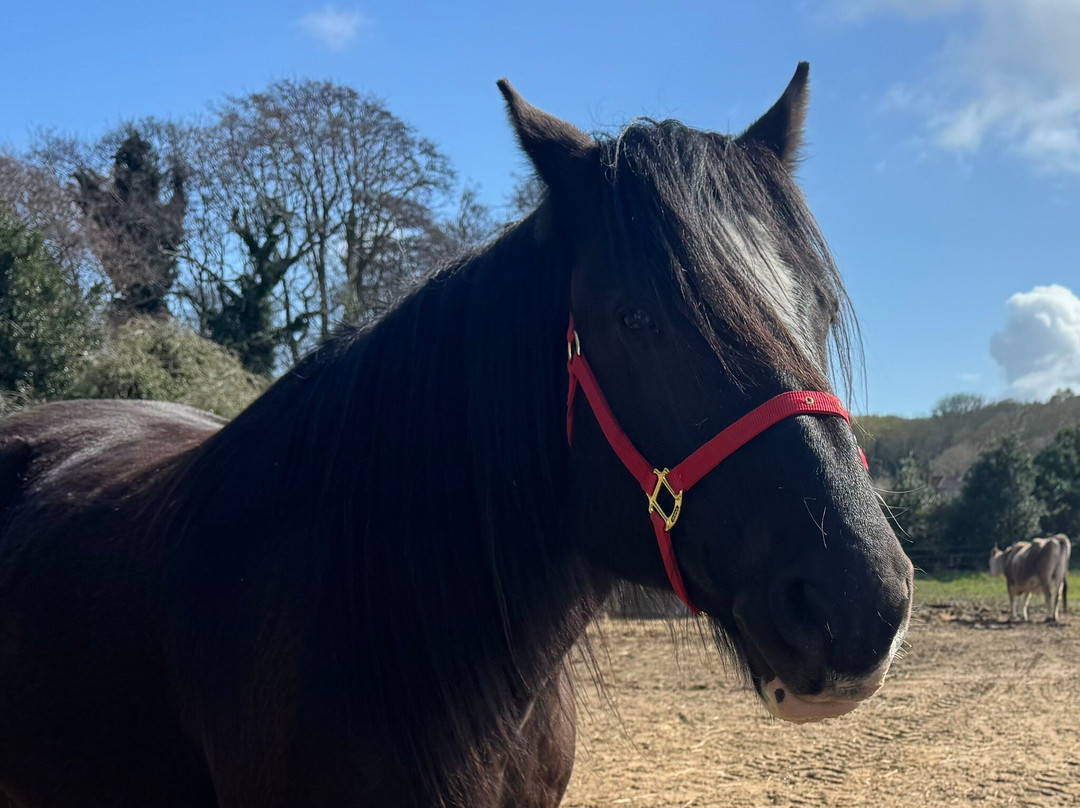Hillside Shire Horse Sanctuary-West Runton必去景点