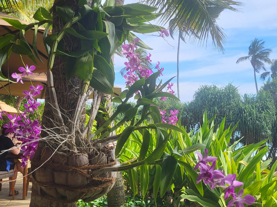 Prem Tours Sri Lanka-尼甘布必去景点