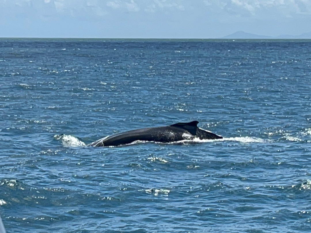Whale Samaná With Kim-Santa Barbara de Samana必去景点