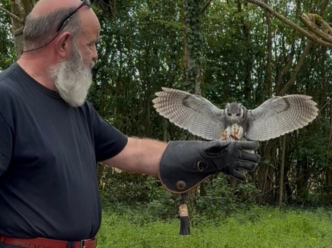 Xtreme Falconry at Dorset Falconry Park-多切斯特必去景点