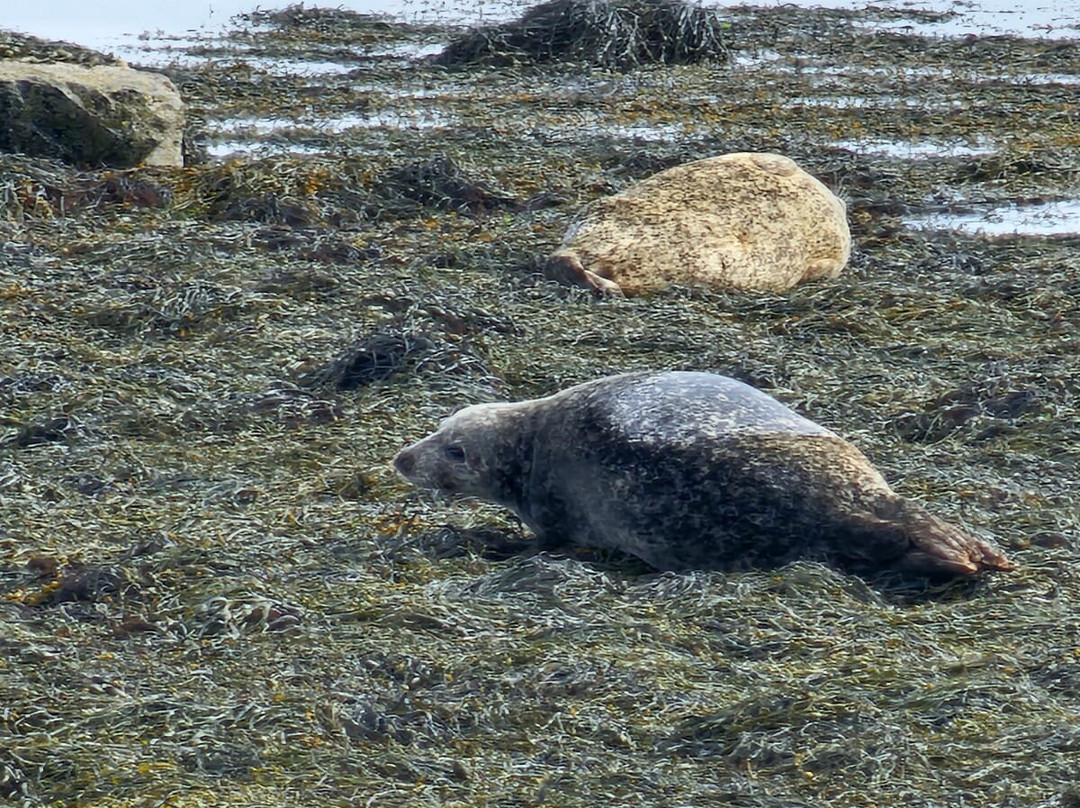 Wild Orkney Walks-Stromness必去景点