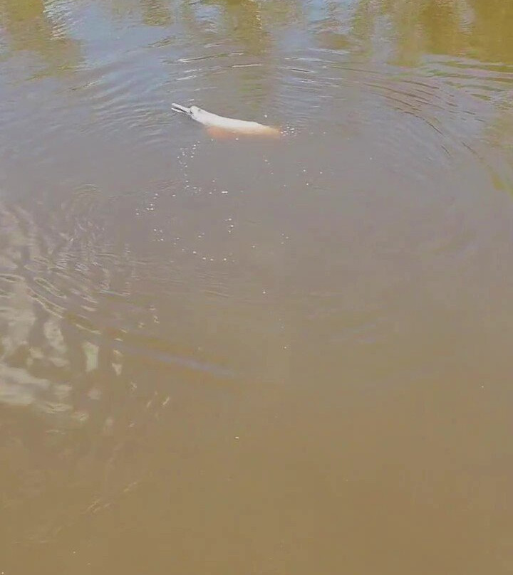 CHUCHINI Amazon Wildlife Reserve & Eco Lodge-Trinidad必去景点