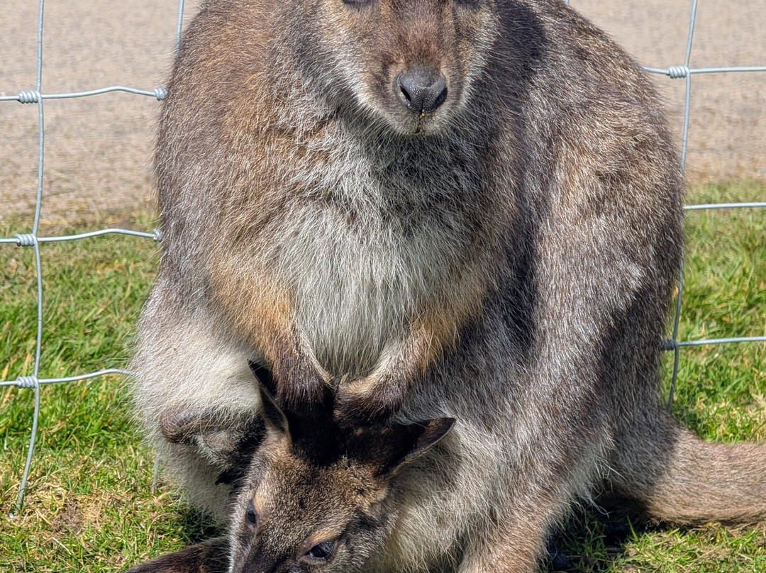 Peak Wildlife Park-Winkhill必去景点