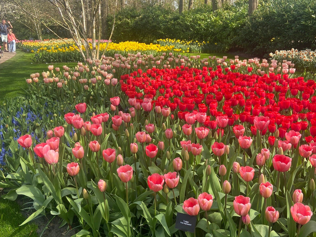 库肯霍夫-利塞必去景点