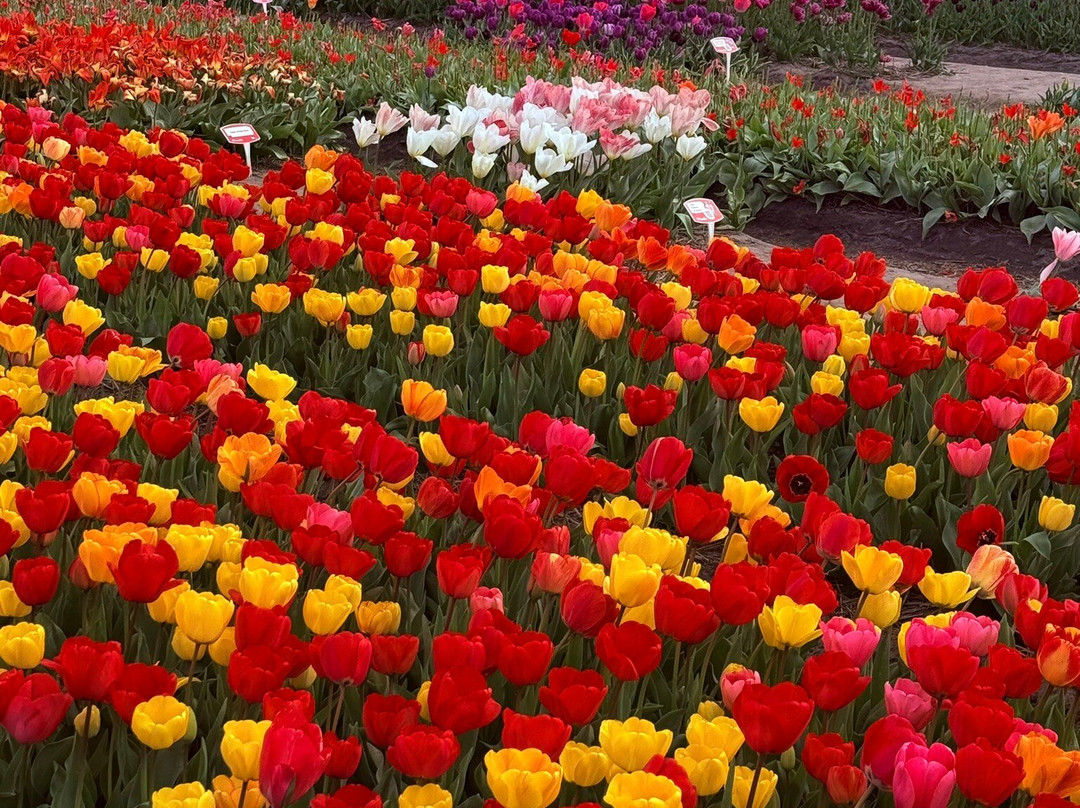 Tulip Experience Amsterdam-诺德韦克豪特必去景点