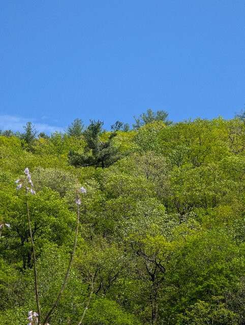 Potomac Eagle Scenic Railroad-Romney必去景点