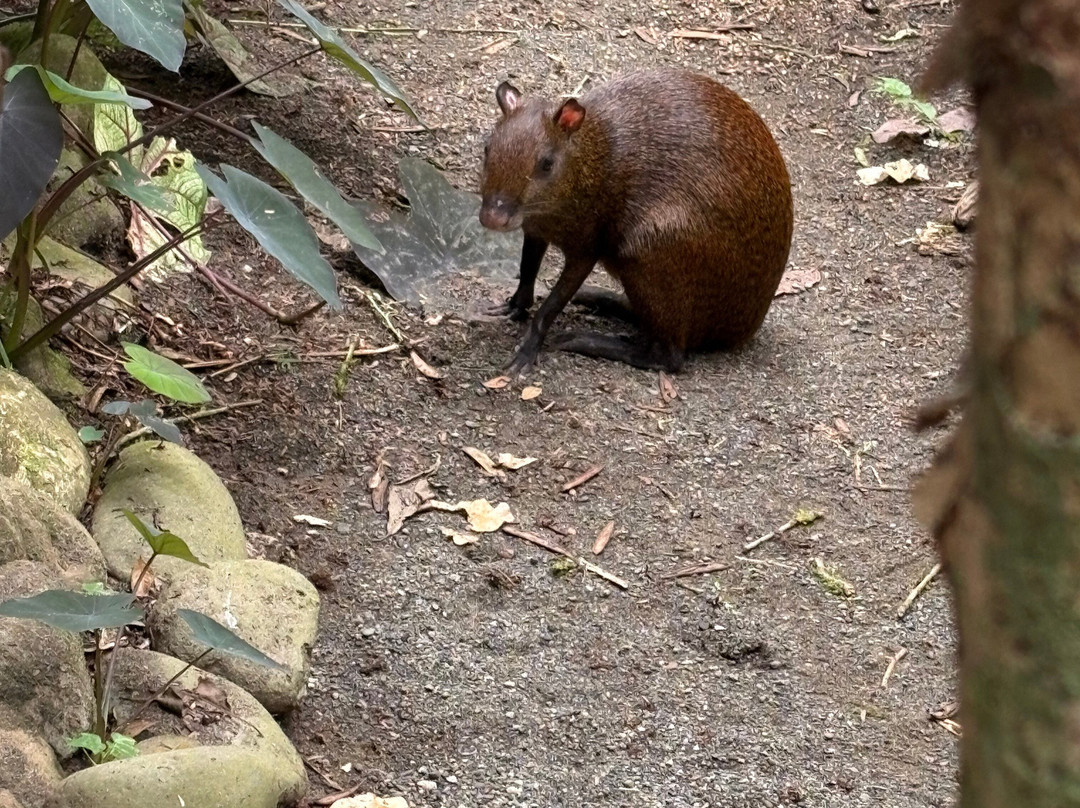 Jaguar Rescue Center-旧港必去景点