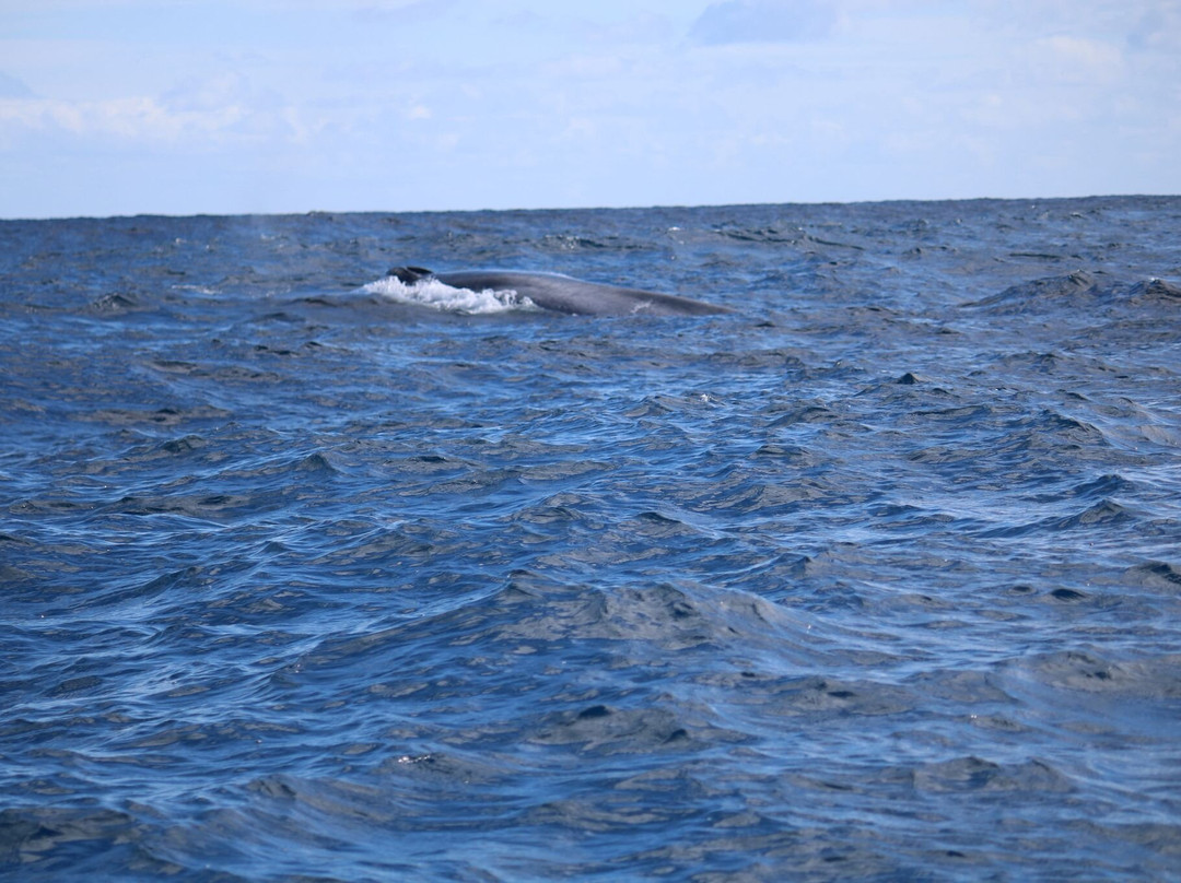 Espaco Talassa-Lajes do Pico必去景点