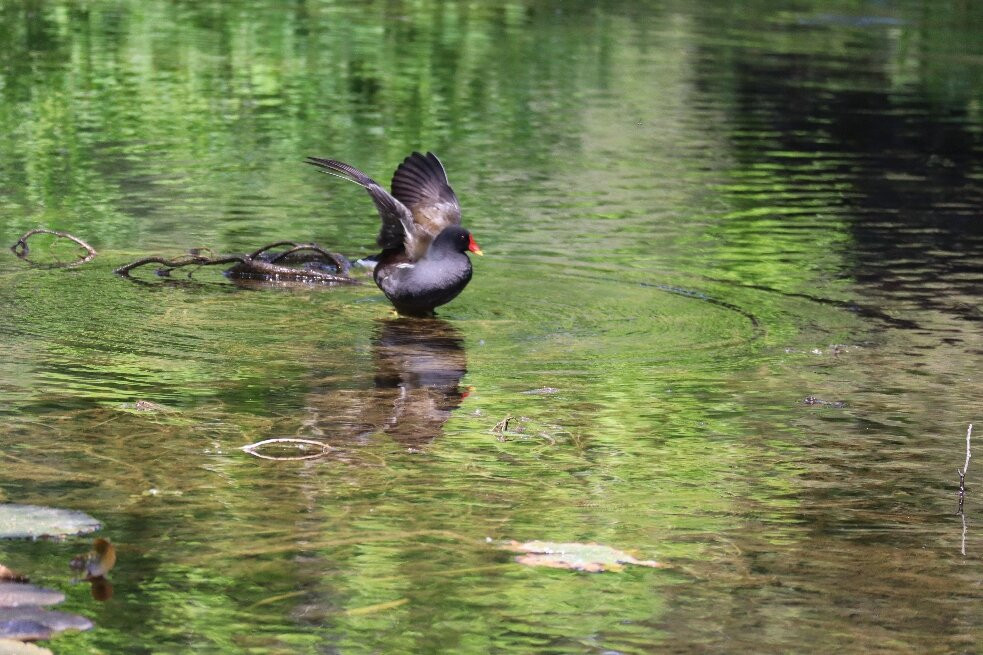 Longstock Water Gardens-Stockbridge必去景点