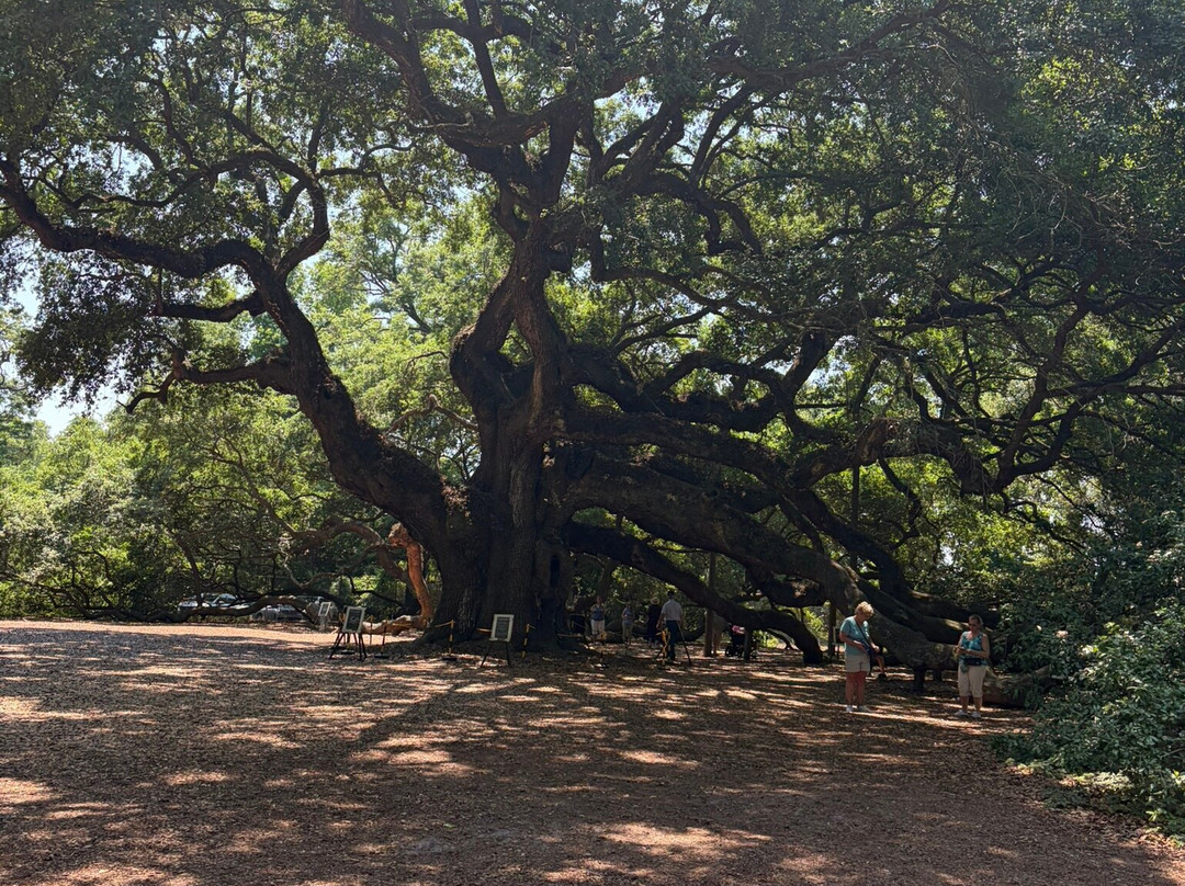 Angel Oak Tree-Johns Island必去景点