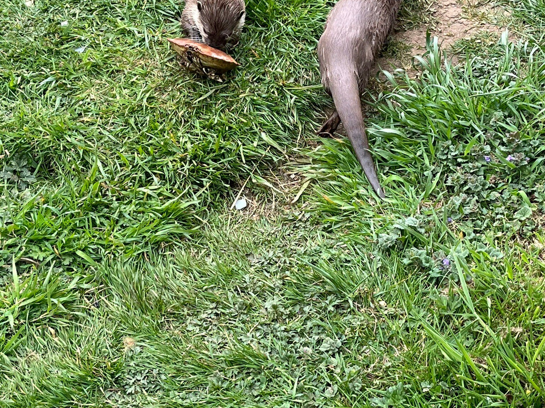 Bridlington Animal Park-布里德灵顿必去景点
