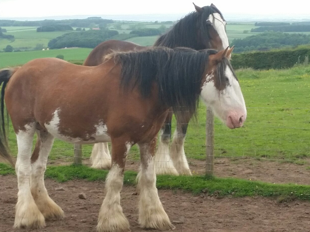 Hay Farm Heavy Horse Centre-特威德河畔贝里克必去景点