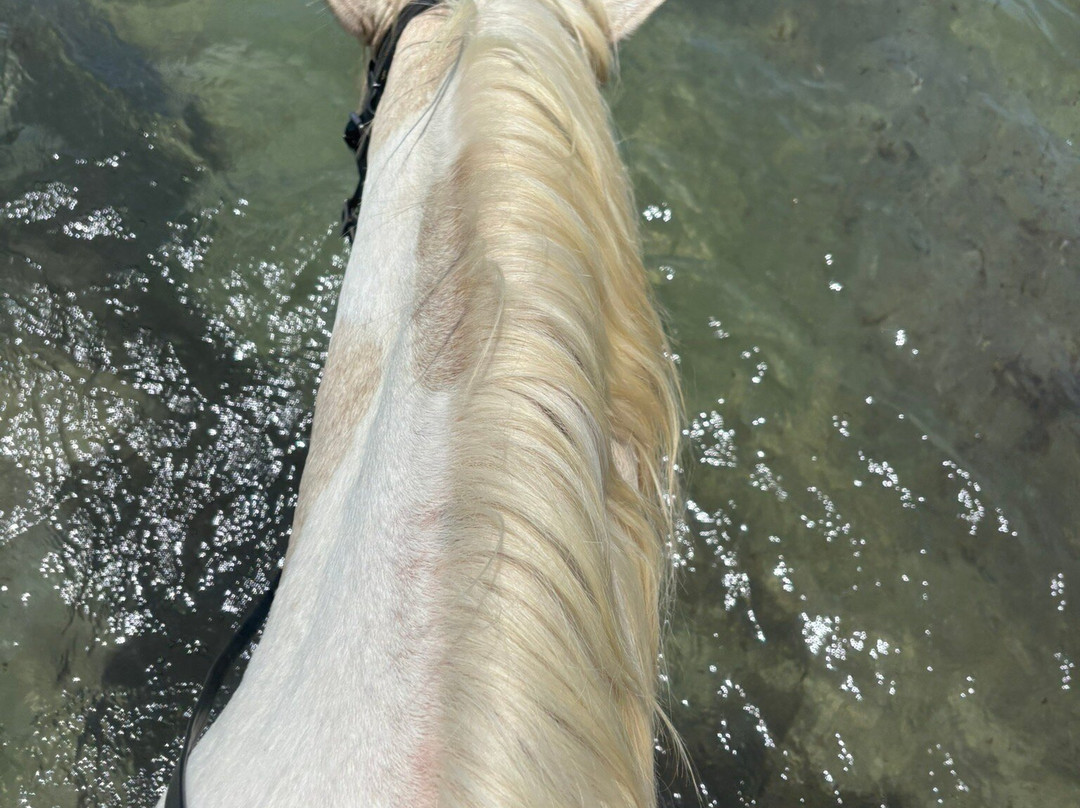 Equus Rides Horseback Riding St. Croix-Frederiksted必去景点