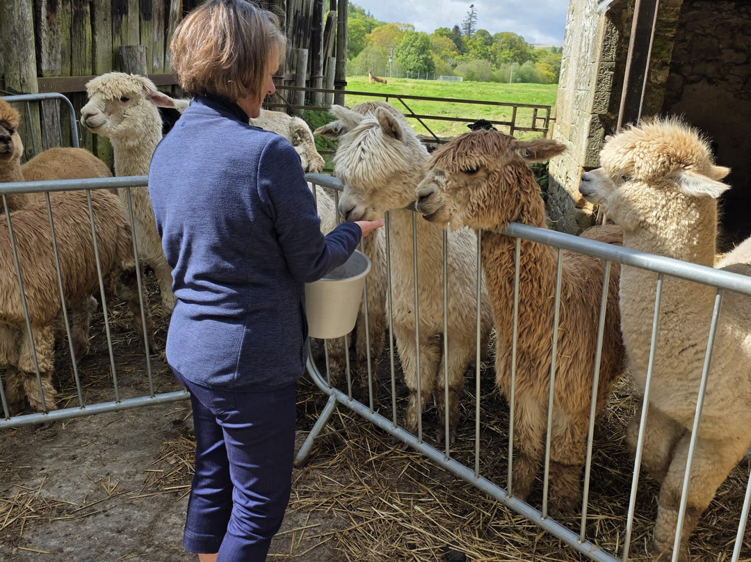 Hebbs Alpacas-Canonbie必去景点