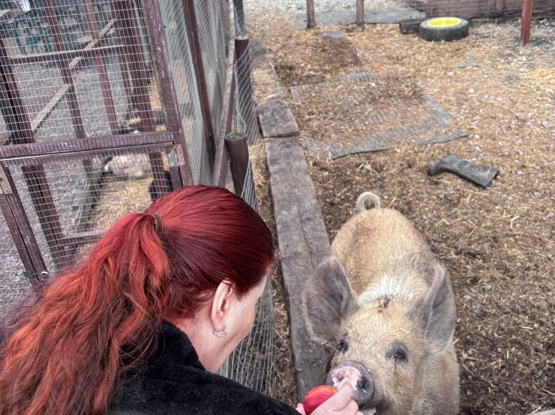 Promenade Park Petting Zoo-Maldon必去景点
