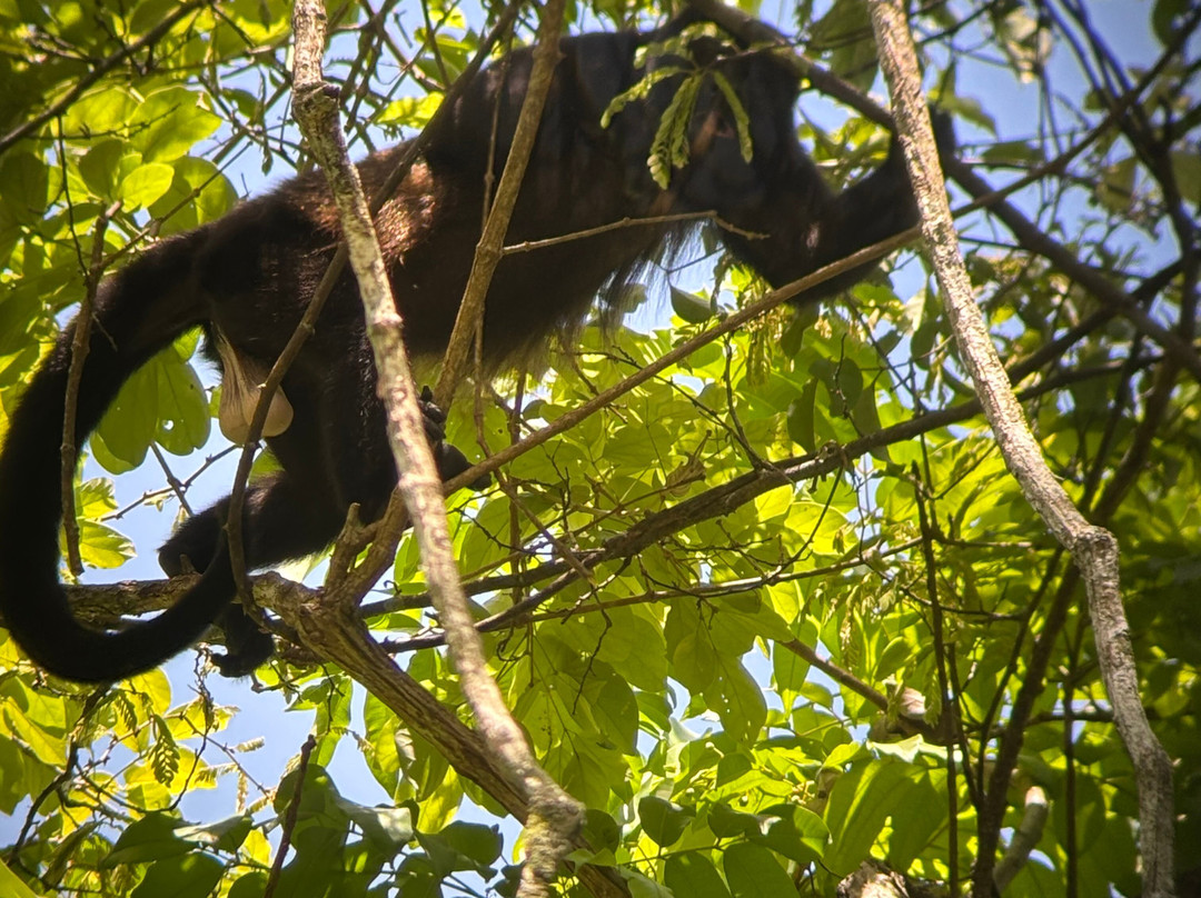 SimbiOsa Wild Costa Rica