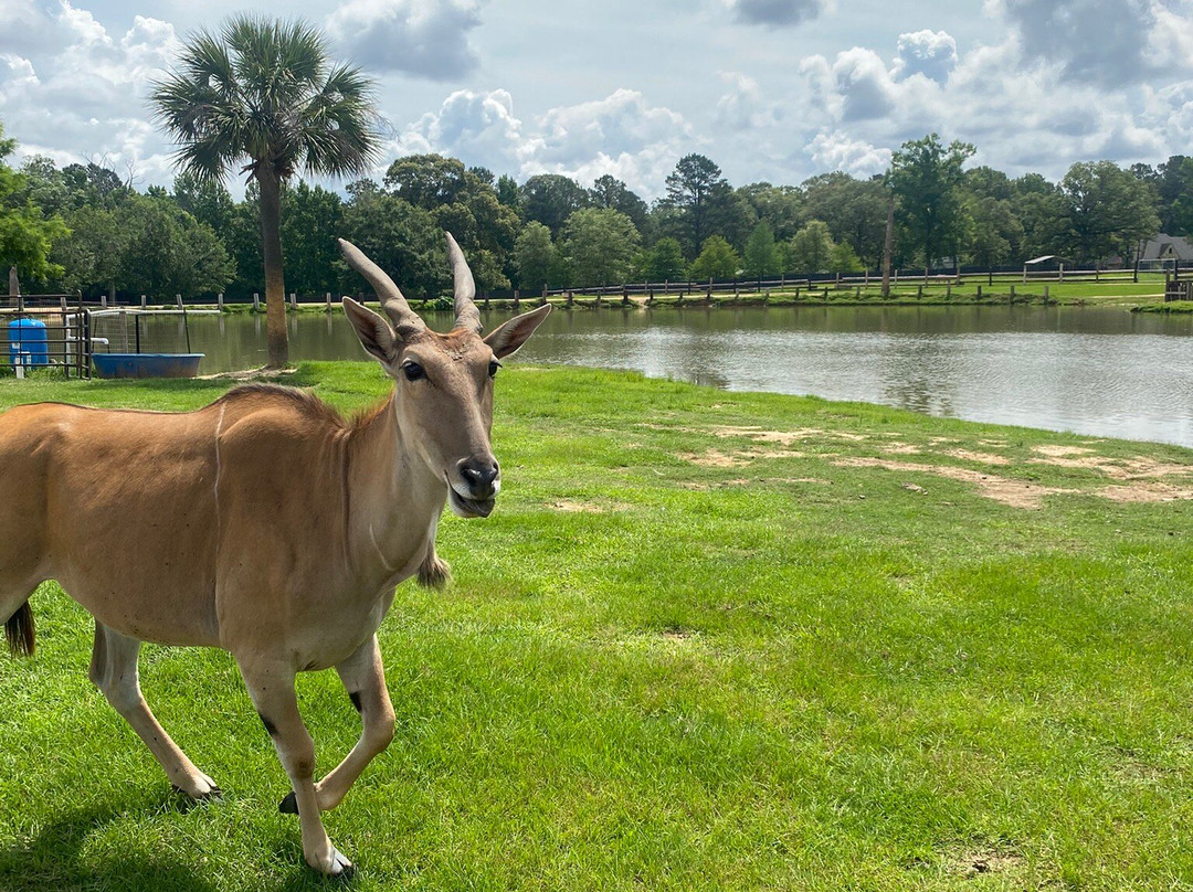 Gone Wild Safari Park-Pineville必去景点