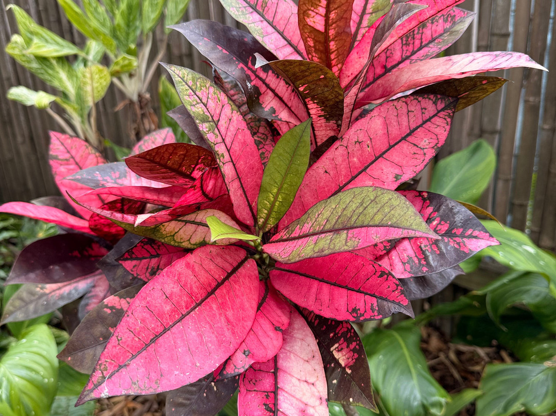 Marie Selby Botanical Gardens-萨拉索塔必去景点