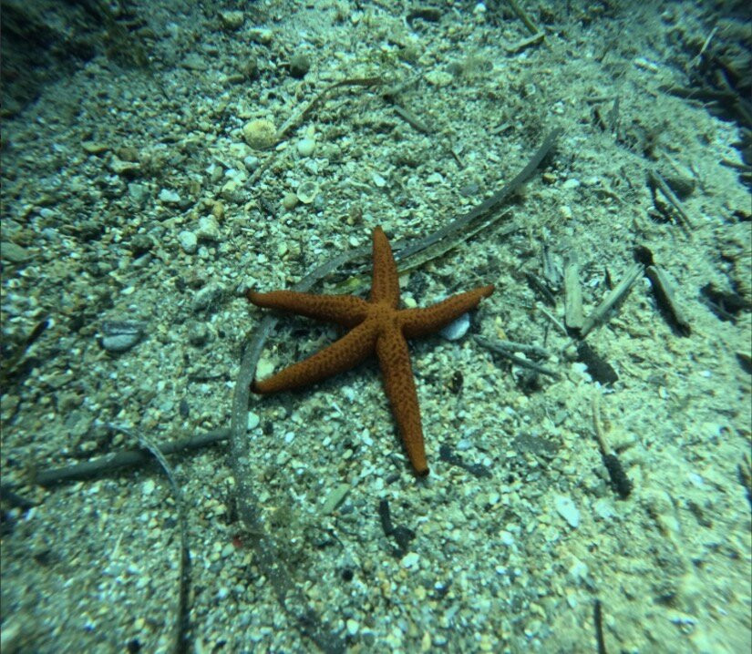 Triton Scuba Diving Centre Halkidiki-Paliouri必去景点