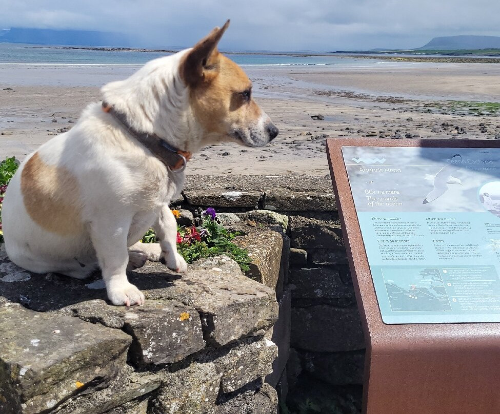 The Beach Bar Sligo / Aughris House主图