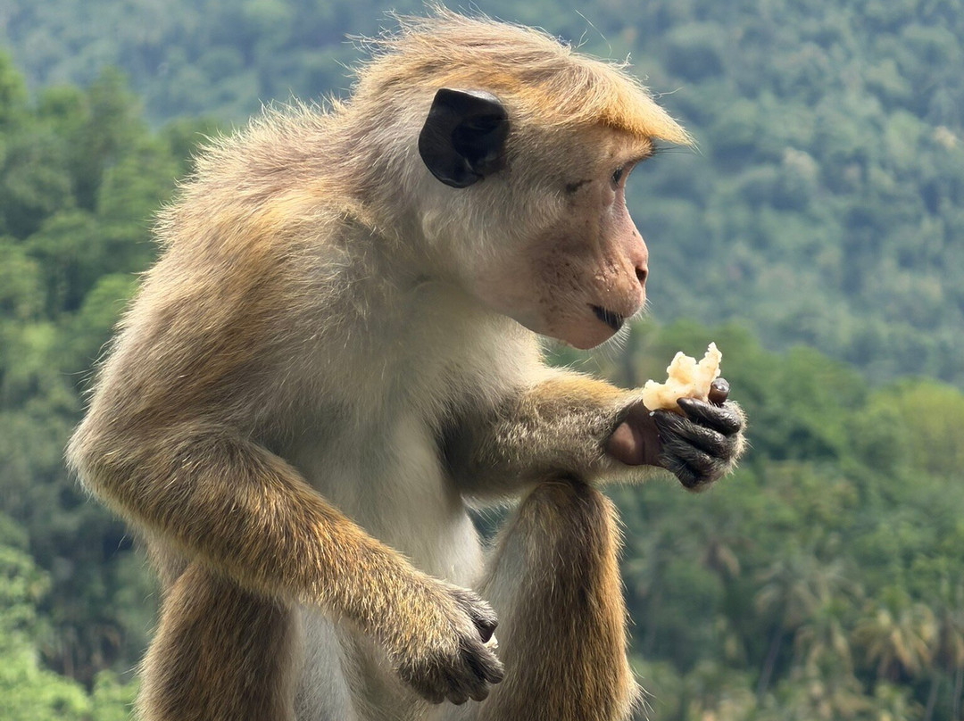 Tony Sri Lanka Tours-亚洪加拉必去景点