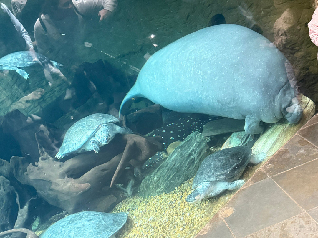 达拉斯世界水族馆-达拉斯必去景点