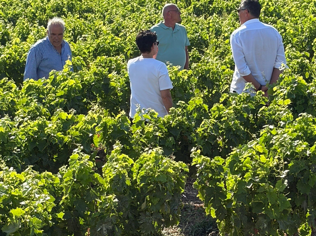 Hatziionnou Winery-Samos Town必去景点