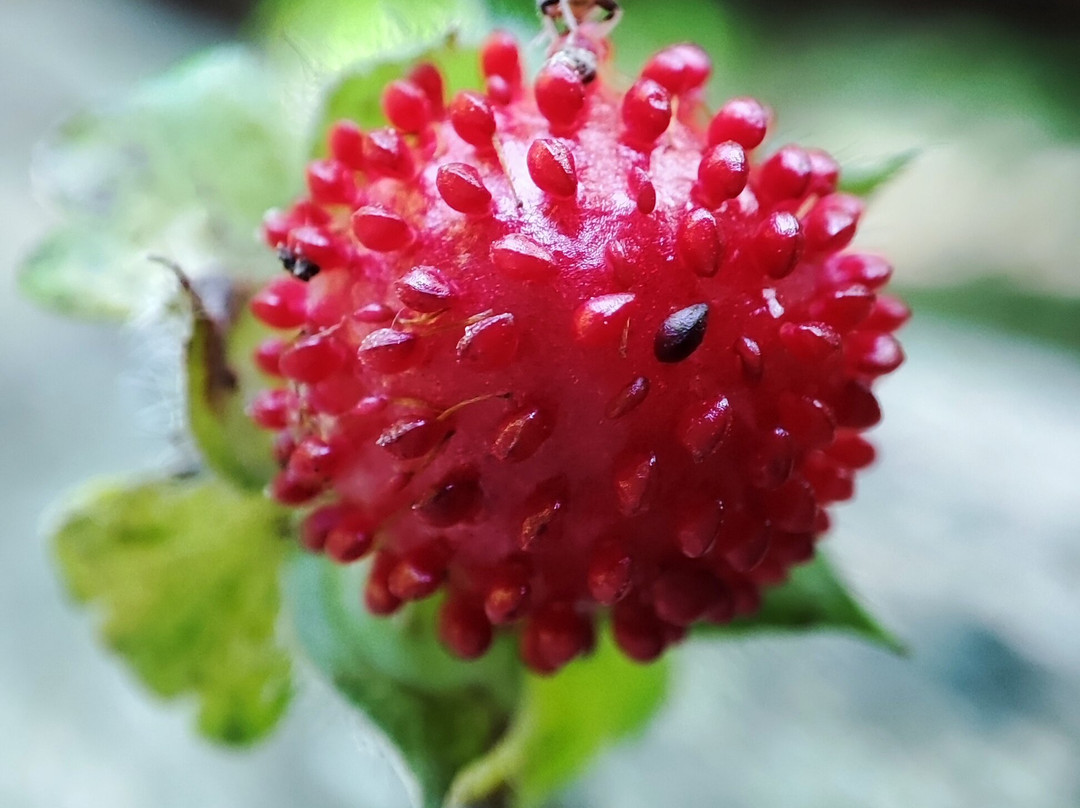 Giardino Vegetazionale "Astego"-Crespano del Grappa必去景点
