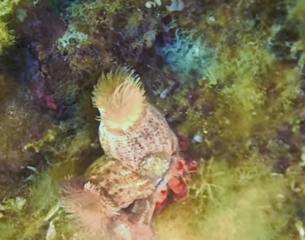 Lustrica diving-Ustica必去景点