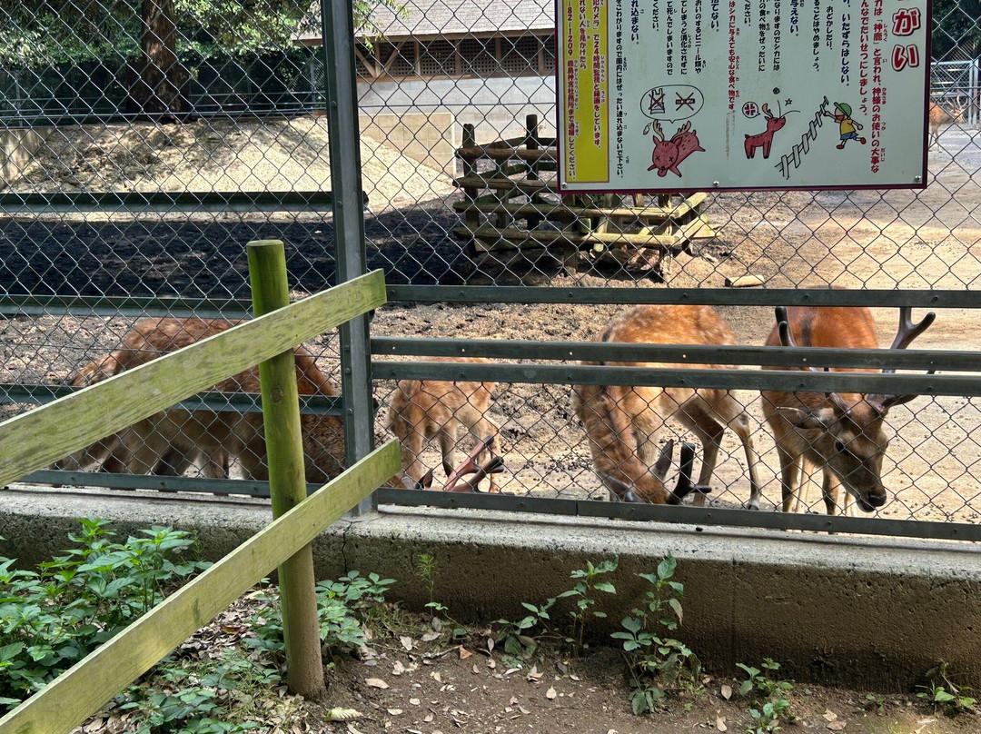 Kashima Shrine-鹿岛市必去景点