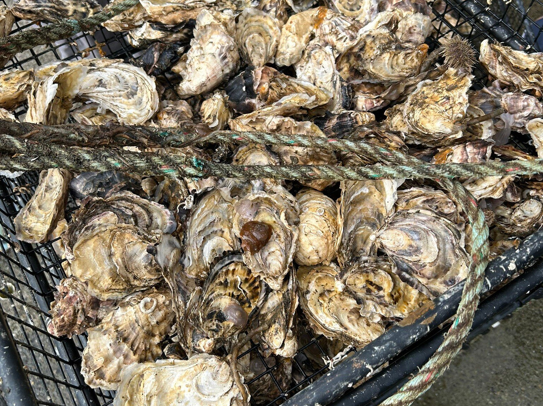 Hump Island Oyster & Kelp Farm with Tasting-凯奇坎必去景点