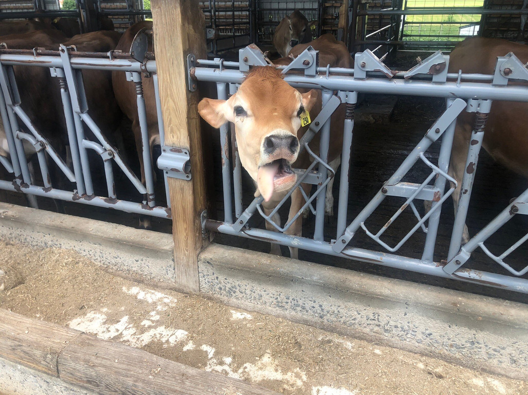 Lapp Valley Farm-New Holland必去景点