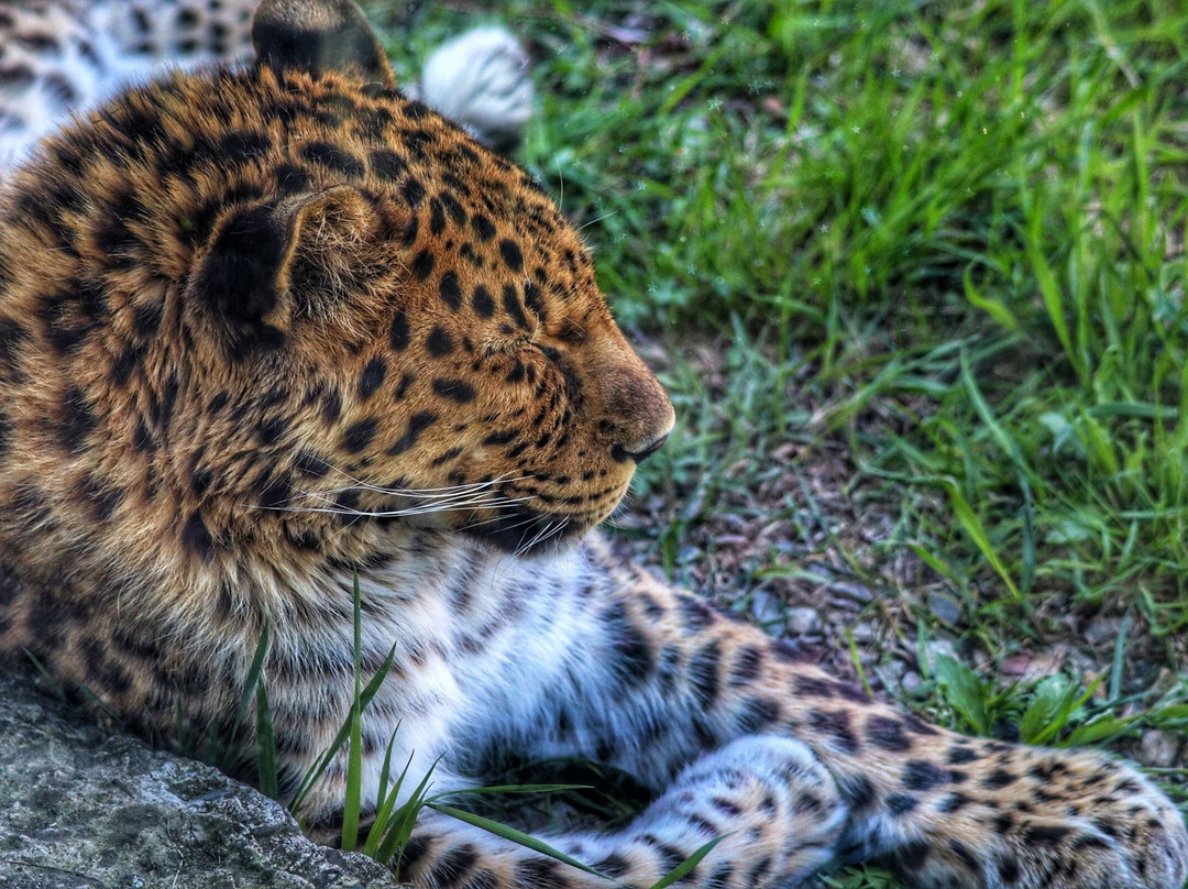 Piton Zoological Centre-Komsomolsk-on-Amur必去景点