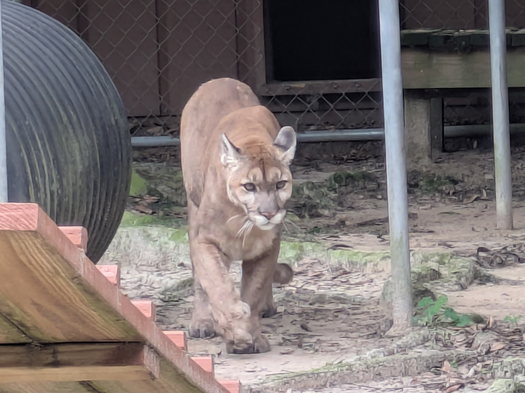 Bear Creek Feline Center-巴拿马城必去景点