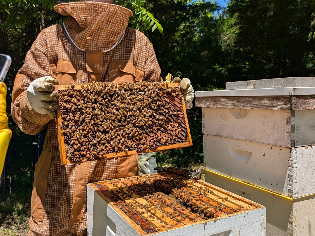 Dry Creek Beekeeping-Elizabeth必去景点