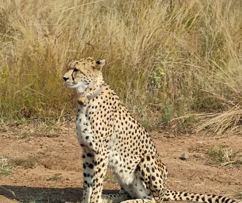 Pilanesberg National Park-太阳城必去景点