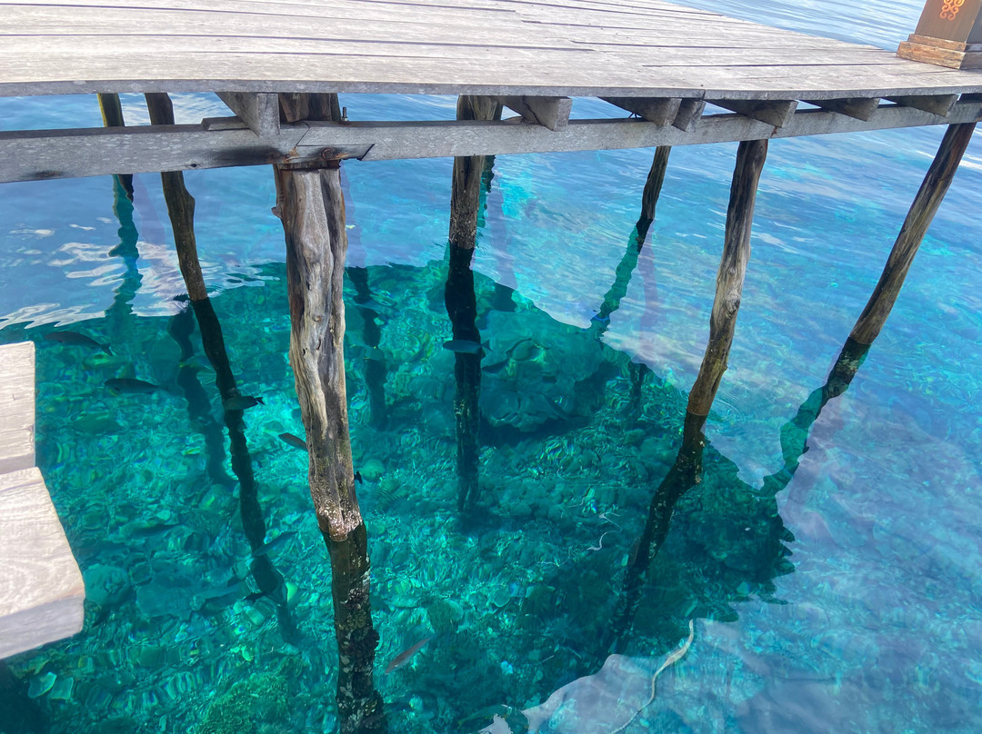 Raja Ampat Dive Trips-Arborek必去景点