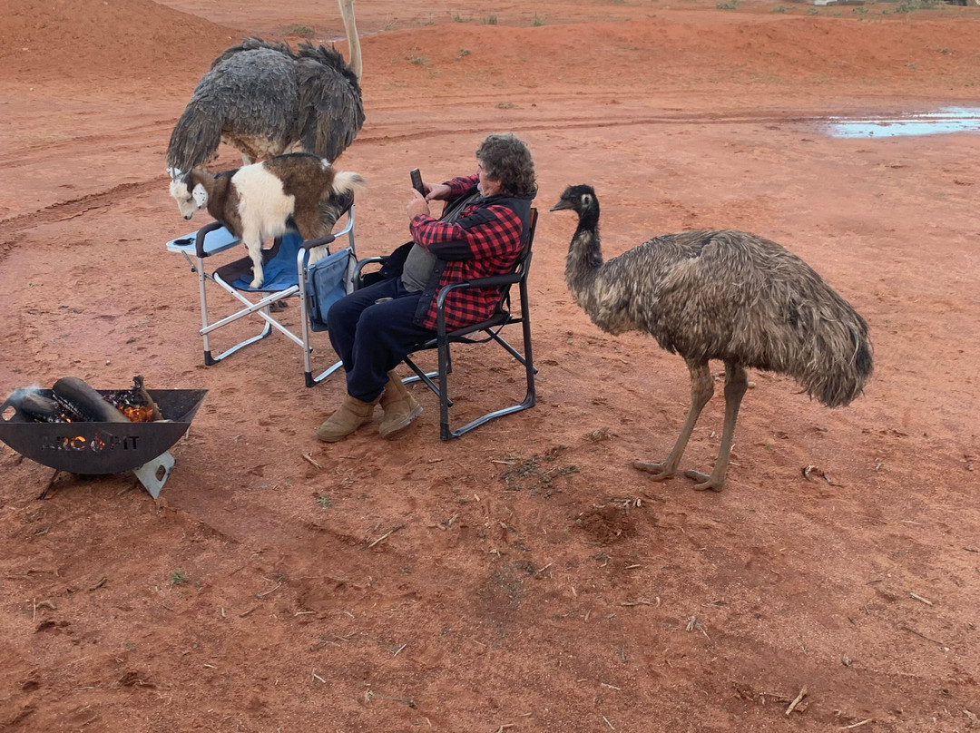 Silverton Outback Camels-Silverton必去景点
