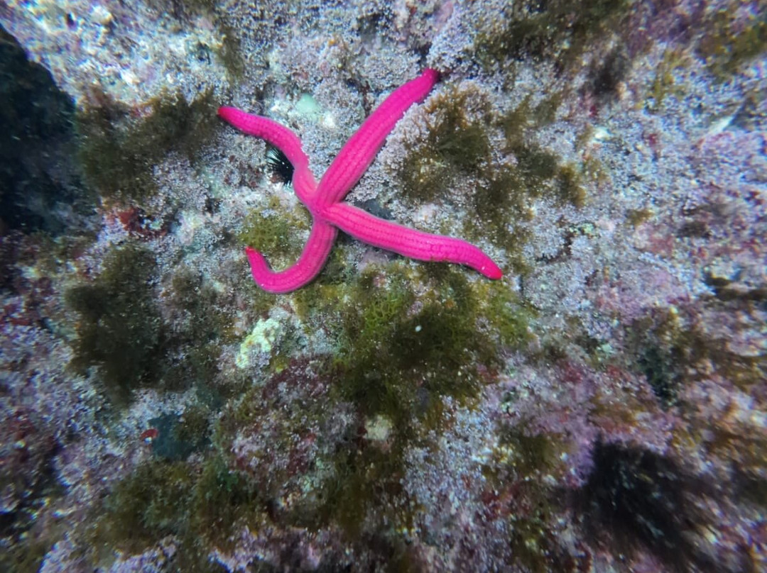 Cilento Snorkeling-Marina di Camerota必去景点