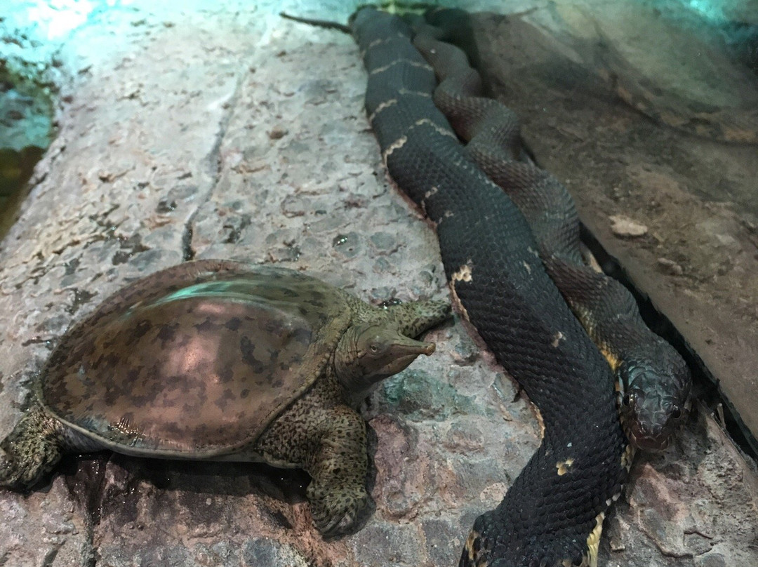 Oklahoma City Zoo and Botanical Garden-俄克拉何马城必去景点