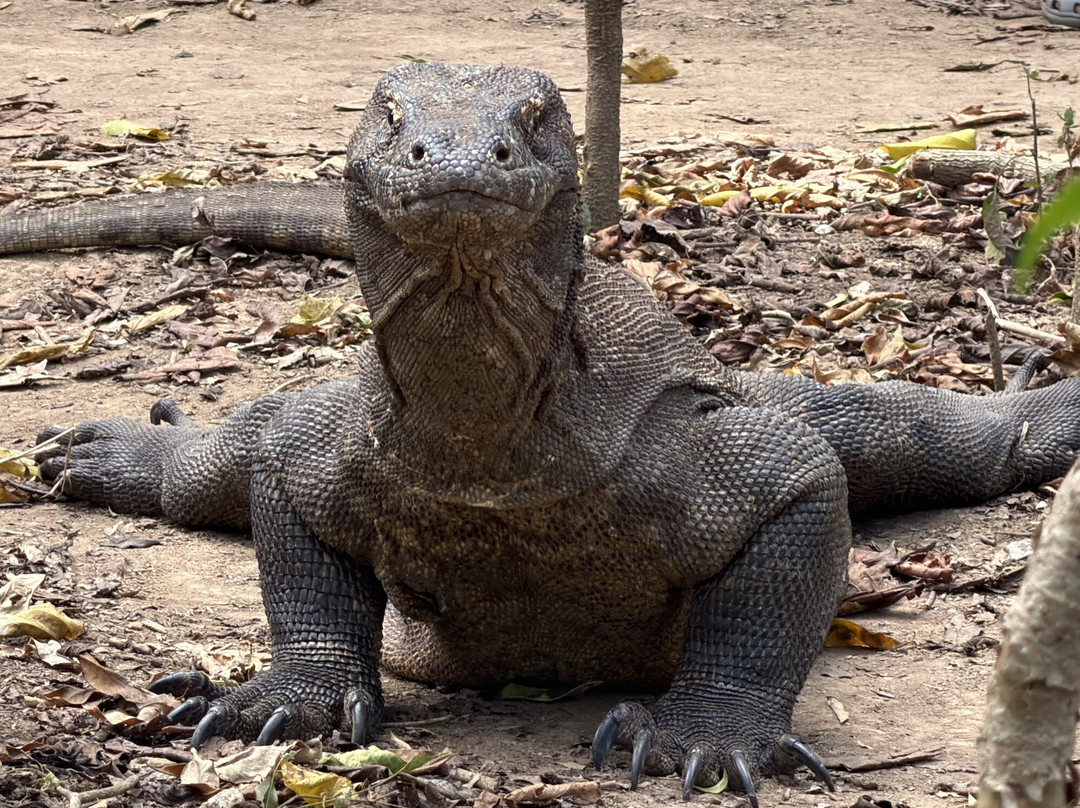 Komodo Dreamland Tour-Labuan Bajo必去景点